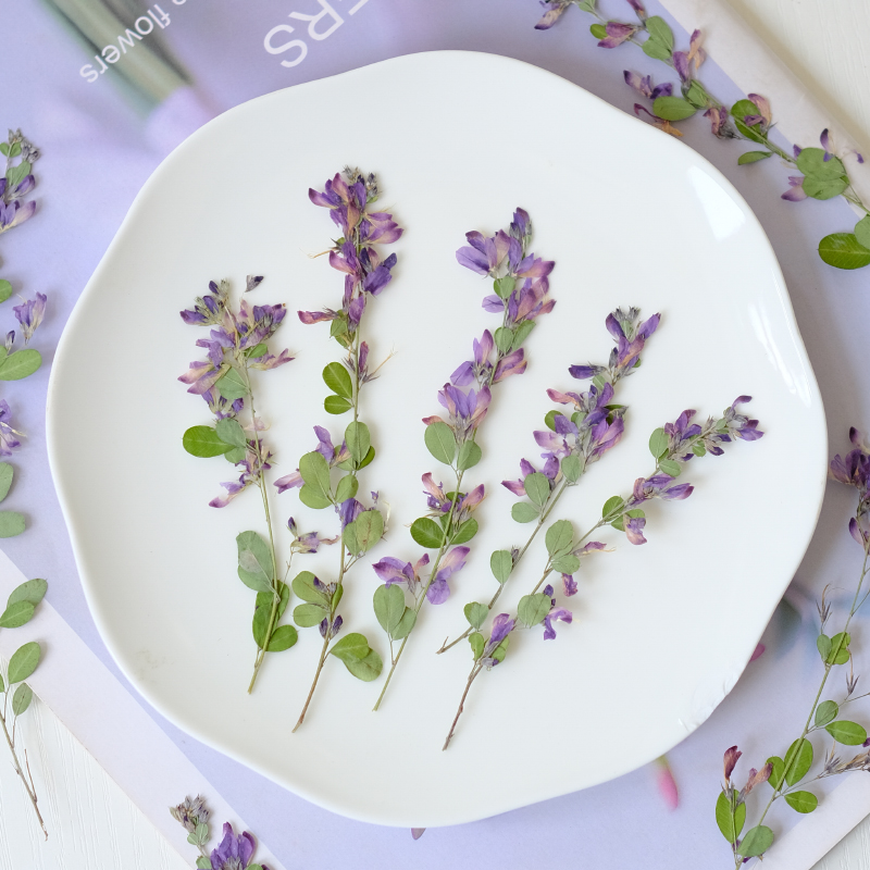 6 Buah, Bunga Kering Lespedeza - Resin Art And Jewelry ulasan dan harga